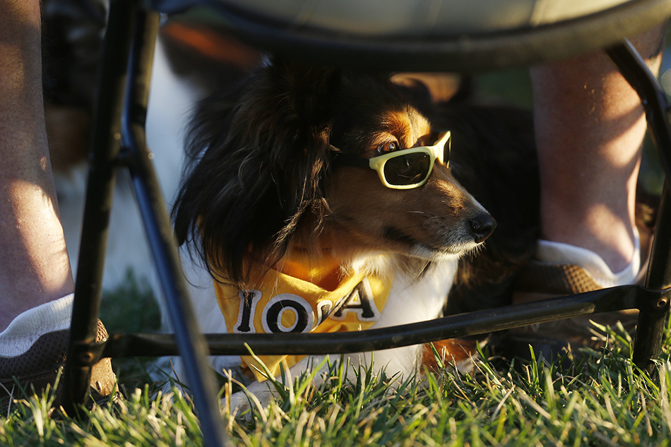 A dog wearing sunglasses looks out from under a chair while Democratic Presidential candidate Hillary Clinton speaks at a town hall event at S.T. Morrison Park in Coralville on Tuesday, Nov. 3, 2015. (Adam Wesley/The Gazette)